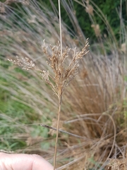 Juncus sarophorus