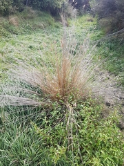 Juncus sarophorus