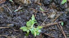 Gentiana tenuissima