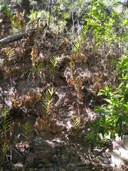 Drynaria quercifolia