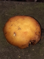 Cortinarius epiphaeus