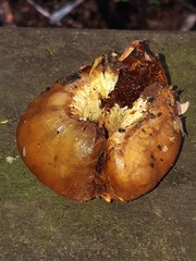 Cortinarius epiphaeus
