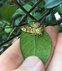 Haritalodes