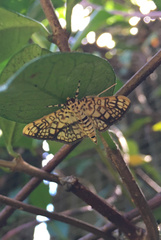 Haritalodes