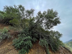 Cercocarpus betuloides blancheae