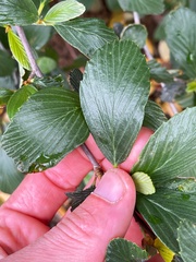 Cercocarpus betuloides blancheae