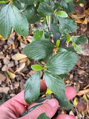 Cercocarpus betuloides blancheae