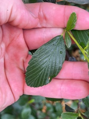 Cercocarpus betuloides blancheae