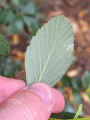 Cercocarpus betuloides blancheae