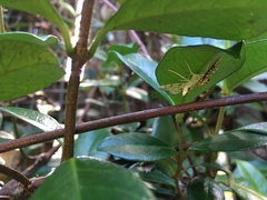 Haritalodes