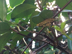 Haritalodes