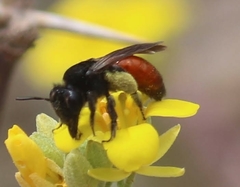 Andrena prima