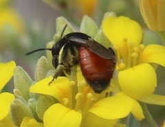 Andrena prima