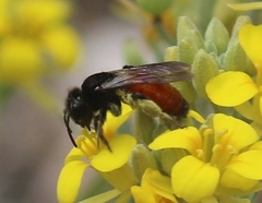 Andrena prima