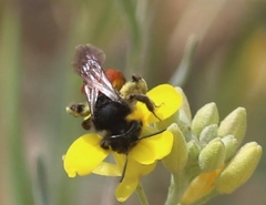 Andrena prima