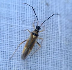 Cyllecoris histrionius