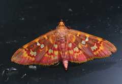 Ischnurges gratiosalis