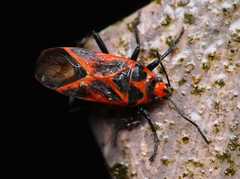 Graptostethus quadrisignatus