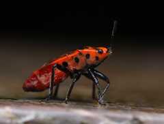 Graptostethus quadrisignatus