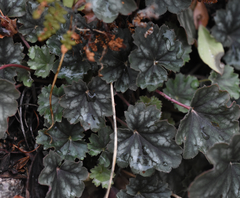 Heuchera soltisii