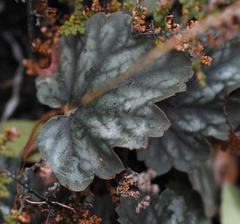 Heuchera soltisii