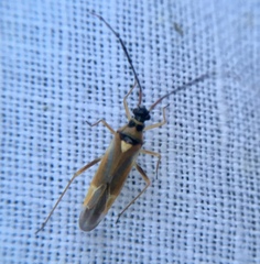 Cyllecoris histrionius