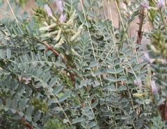Astragalus lentiginosus yuccanus