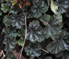 Heuchera soltisii
