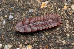 Platerodrilus