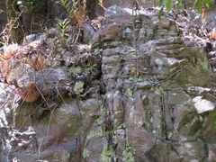 Drynaria quercifolia