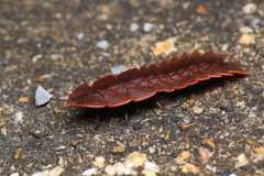 Platerodrilus