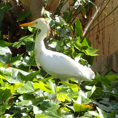 Bubulcus ibis