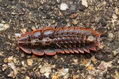 Platerodrilus