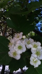 Crataegus monogyna