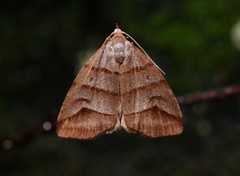 Flammona