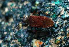 Neolethaeus assamensis