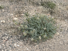 Astragalus lentiginosus yuccanus