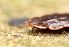 Platerodrilus