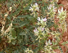 Astragalus lentiginosus yuccanus