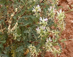 Astragalus lentiginosus yuccanus