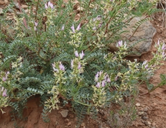 Astragalus lentiginosus yuccanus