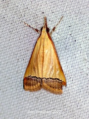 Autocharis