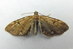 Eupithecia assimilata