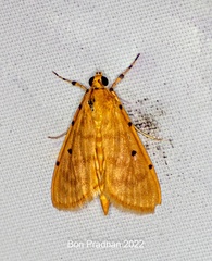 Notarcha
