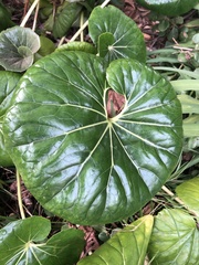 Ligularia reniformis