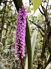 Arpophyllum giganteum