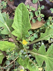 Cymbonotus lawsonianus