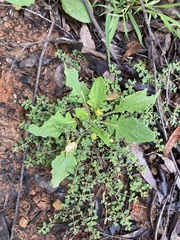 Cymbonotus lawsonianus