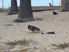 Columba livia