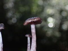 Laccaria violaceonigra